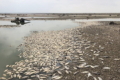 Через підрив Каховської ГЕС знищено 85 рибних господарств і вся риба