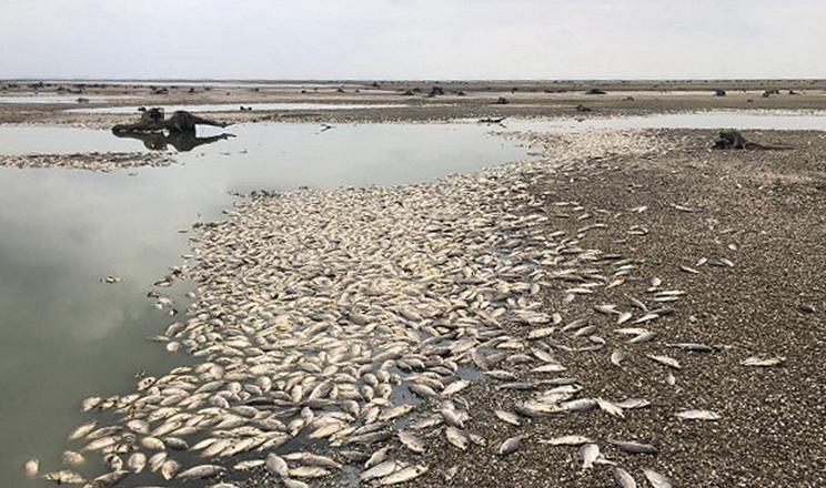 У заплавній частині Каховського водосховища – масовий мор риби