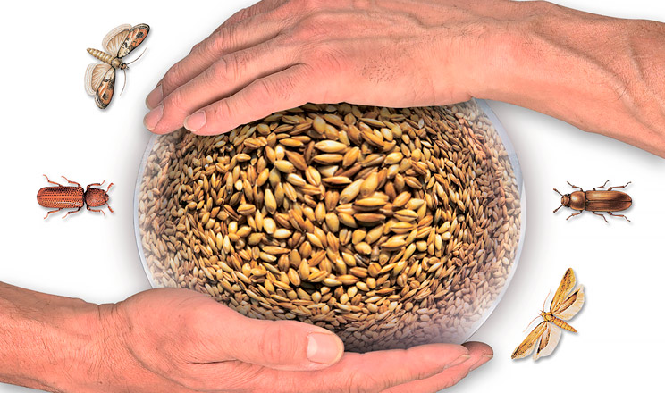 Успішні завжди обирають успішних. Саме так працює український зерновий ринок