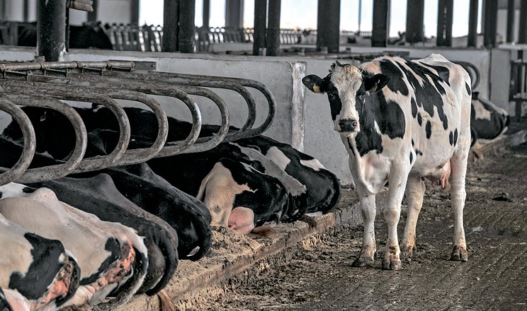 Літні рішення унеможливлюють осінні проблеми з ратицями молочної худоби