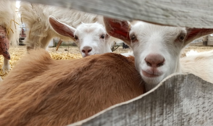 З початку року в Єдиному держреєстрі тварин зареєстровано 95,6 тис. голів овець і кіз