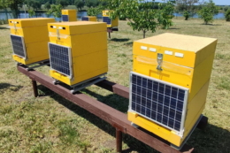 На Київщині відкрили IT-пасіку з 10 вуликів