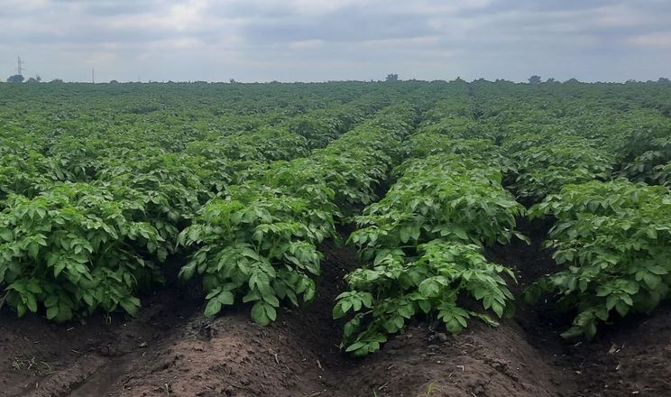 На Дніпропетровщині очікують зниження врожаю картоплі