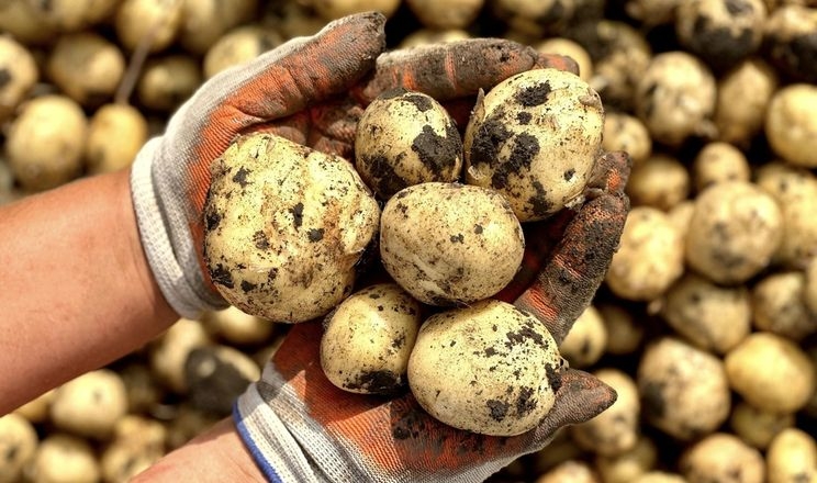 На Миколаївщині масово копають ранню картоплю
