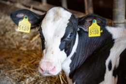 Молочні ферми «Астарти» зосереджені на боротьбі з хворобами обміну речовин ВРХ