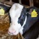 Молочні ферми «Астарти» зосереджені на боротьбі з хворобами обміну речовин ВРХ