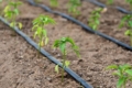 На Херсонщині овочівництво постраждає менше, ніж вирощування зернових, – експерт