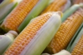 Фермер уп’яте встановив рекорд урожайності кукурудзи