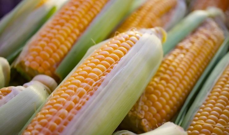 Фермер уп’яте встановив рекорд урожайності кукурудзи
