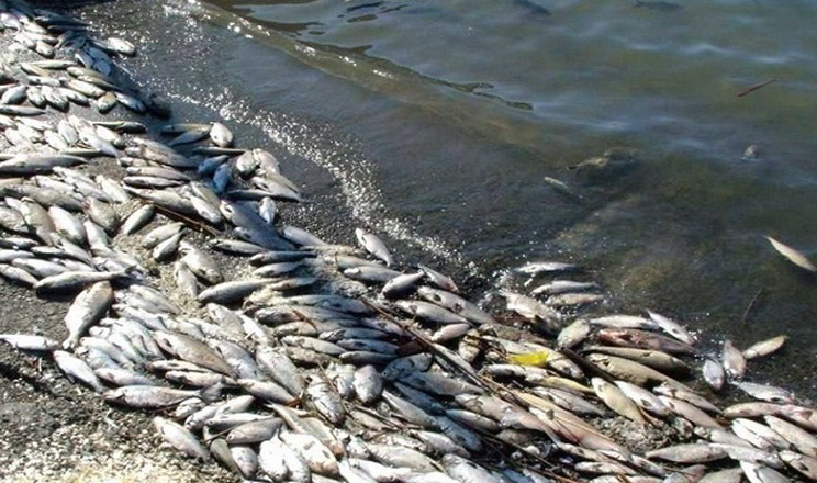 Зростає ризик загибелі риби у водоймах Миколаївщини