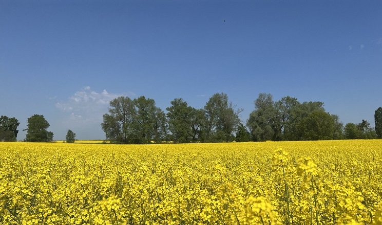 Розмаїття використання ріпаку у світі сприяє його вирощуванню в Україні, – досвід