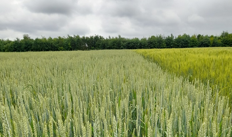 28 травня