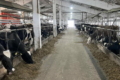 Однаковий раціон і стабільна кормова база врятували молочну ферму в окупації