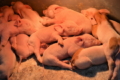 У червні відбудеться третій модуль ветеринарної школи для свинарів