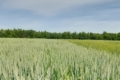 Погодні умови подекуди спровокували виникнення пустозерниці пшениці