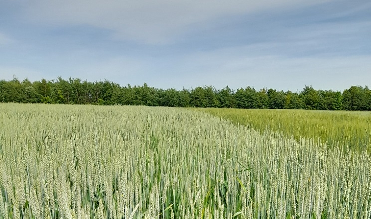 Погодні умови подекуди спровокували виникнення пустозерниці пшениці