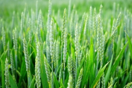 Дефіцит вологи наразі негативно впливає на майбутній урожай озимої пшениці