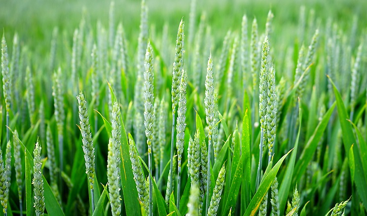 Стан озимої пшениці відрізняється, залежно від строків сівби