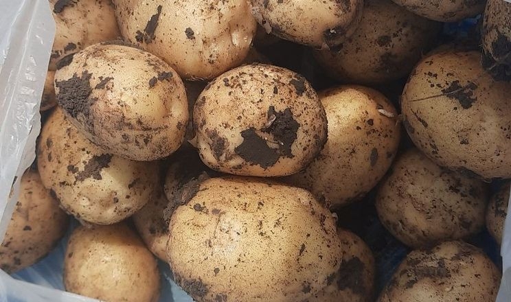 Ранню картоплю масово очікують лише в кінці червня