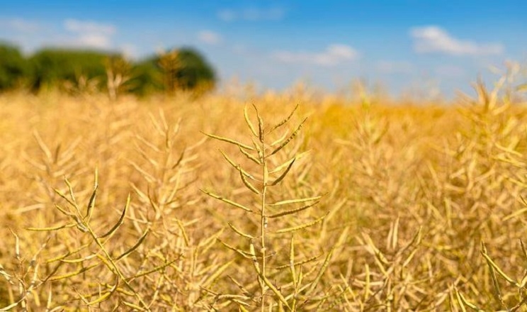 USAID АГРО надасть аграріям насіння озимого ріпаку