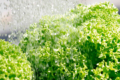 Спеціалісти поділилися технологією вирощування розсади салату