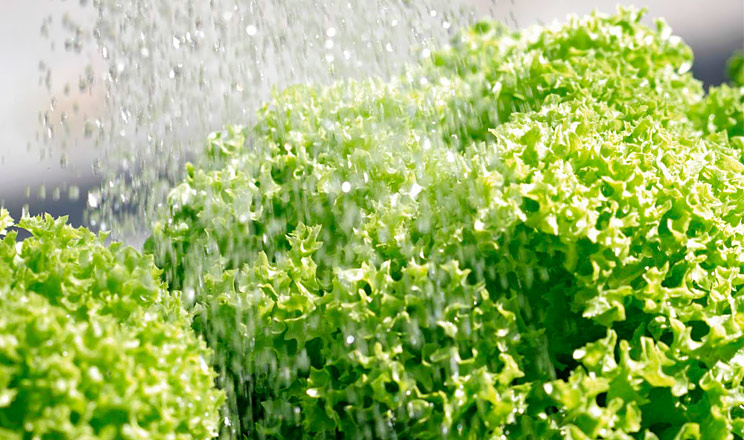 Спеціалісти поділилися технологією вирощування розсади салату