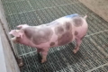 Дніпропетровське свиногосподарство планує завершити оснащення цеху дорощування