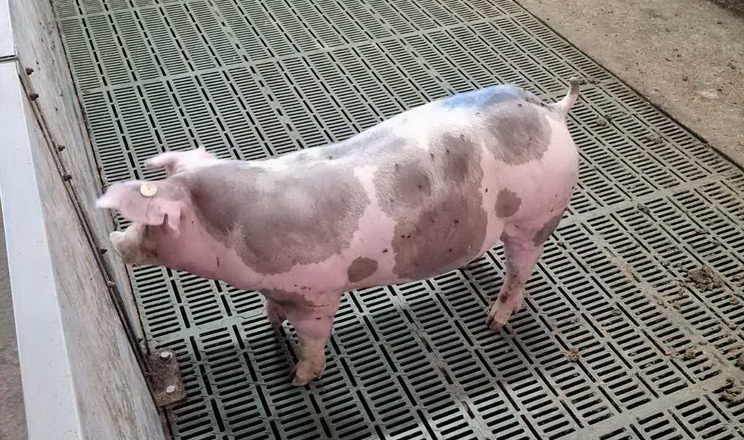 Здорові кінцівки ремонтної свинки гарантують довшу продуктивність свиноматки