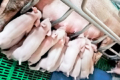 Кульгаві свиноматки чавлять більше поросят у станку
