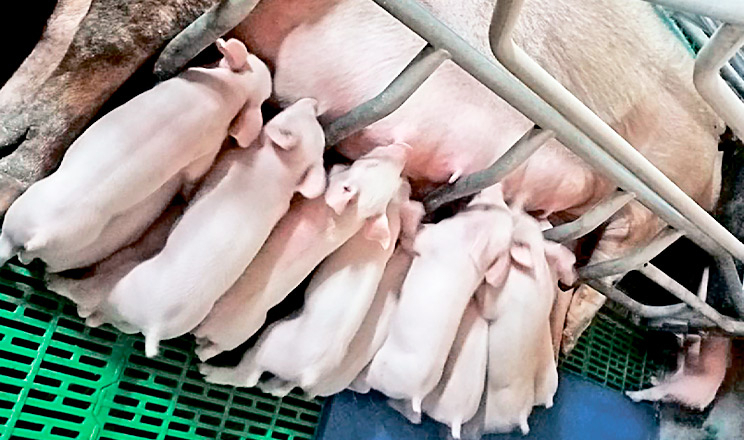 Кульгаві свиноматки чавлять більше поросят у станку