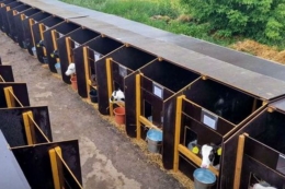 Головний період для розкриття генетичного потенціалу теляти ‒ перші три тижні життя