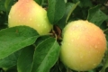 Професорка порекомендувала ранній сорт яблук для садівників-аматорів