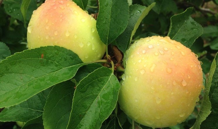 Професорка порекомендувала ранній сорт яблук для садівників-аматорів