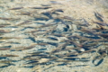 У водойми Закарпаття вселили близько 20 тис. екземплярів риби