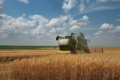 На Одещині намолотили перші 100 тис. тонн зерна: названа врожайність