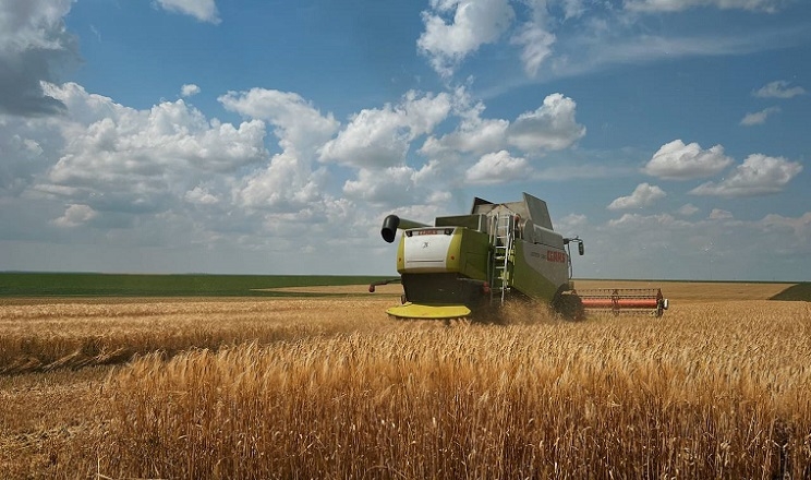 На Одещині намолотили перші 100 тис. тонн зерна: названа врожайність
