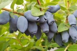 Конотопська фермерка робить ставку на жимолость та іргу