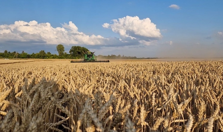 Урожайність зернових та зернобобових на Черкащині перевищує минулорічну