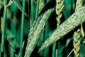 Хвороби зернових стають агресивнішими, що здорожчує захист, – агроном