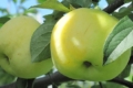 Професорка порекомендувала суперзимостійку яблуню для аматорського саду