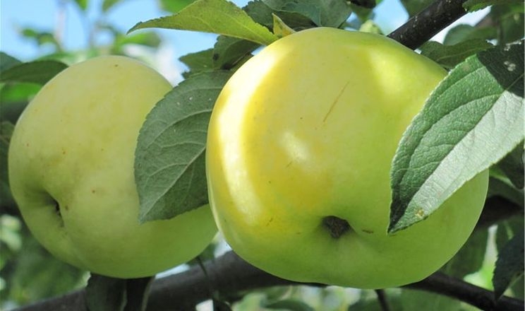 Професорка порекомендувала суперзимостійку яблуню для аматорського саду