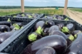 Вінницьке садівниче господарство збирає врожай баклажанів і перців