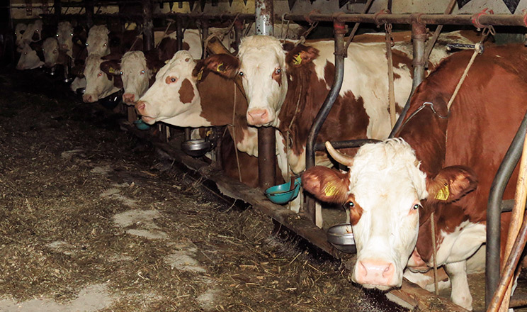 Правильне проходження транзитного періоду підвищує молочну продуктивність корів