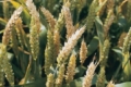 Симптоми фузаріозу пшениці можуть проявлятися протягом усієї вегетації