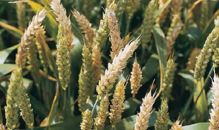 Симптоми фузаріозу пшениці можуть проявлятися протягом усієї вегетації