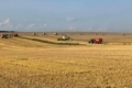 Озимий ячмінь на Кіровоградщині збирають з урожайністю 40 ц/га