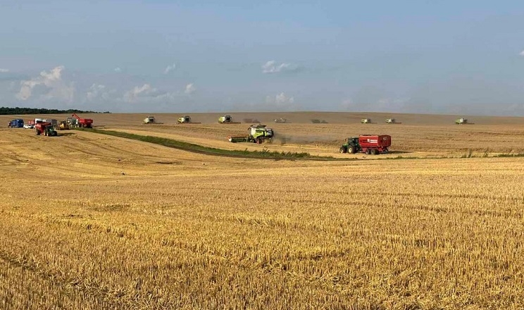 Озимий ячмінь на Кіровоградщині збирають з урожайністю 40 ц/га