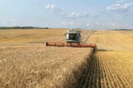 На Миколаївщині почали збирати ячмінь