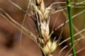 Як запобігти поширенню карликової сажки на посівах озимої пшениці