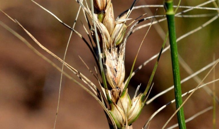 Як запобігти поширенню карликової сажки на посівах озимої пшениці